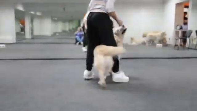 Фристайл с Ольгой Нечаевой в Зале WellnessDog смотреть онлайн