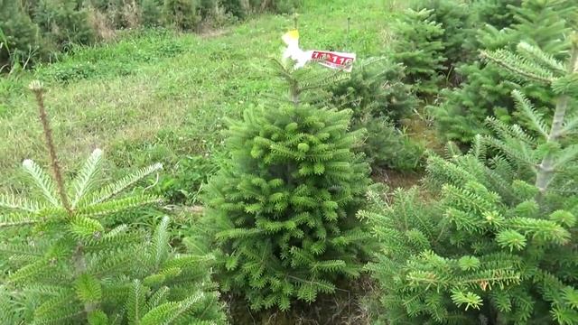 11116 Пихта Корейская в горшке 0.80 – 1.00 м смотреть онлайн