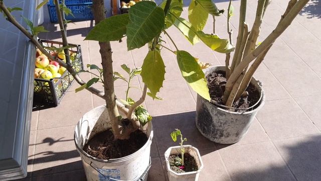 Как сохранить бругмансии до следующего лета /октябрь 2021 смотреть онлайн