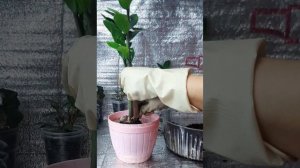 Секреты пересадки замиокулькаса.