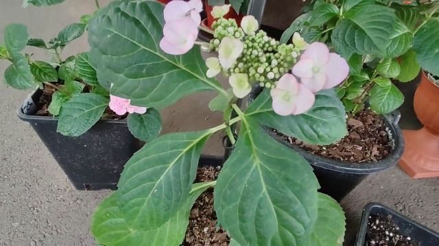 Крупнолистная гортензия в кашпо. Выращивание и уход. Обзор цветения гортензии Анабель в саду. Уход. смотреть онлайн