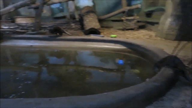 Азиатские бескоготные выдры находят себе развлечение 26.04.2023 смотреть онлайн