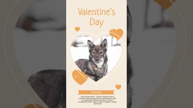 Найди свою пушистую валентинку ?