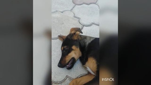 Девочка овчарка :) смотреть онлайн