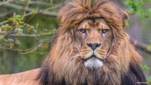 Уссурийский тигр против Берберийского льва. Кто сильнее В БИТВЕ ХИЩНИКОВ