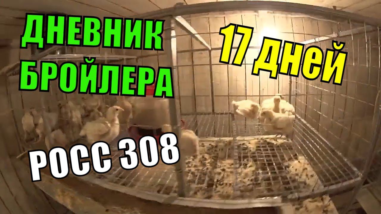 Как вырастить Цыплят бройлеров РОСС 308 ( 17 СУТОК) Цыпленок с ДЦП смотреть онлайн
