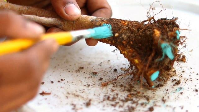 How To Start Bonsai Making From Small Plant смотреть онлайн