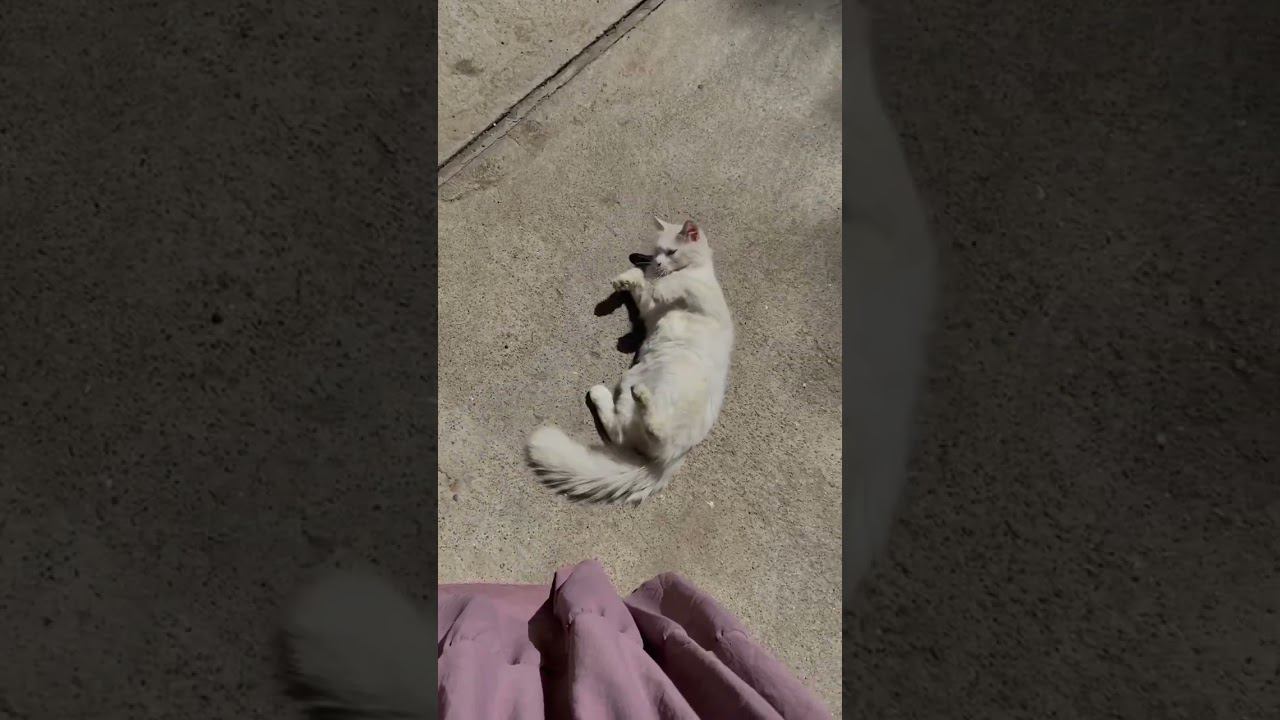 Котика на удачу #shorts #юмор #кот #котики смотреть онлайн