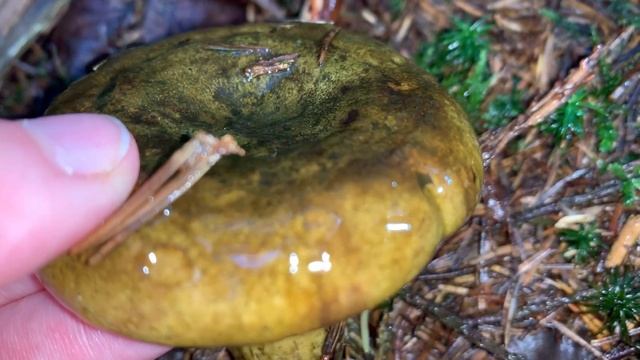 Olivbrauner Milchling - Pilze unter der Lupe смотреть онлайн