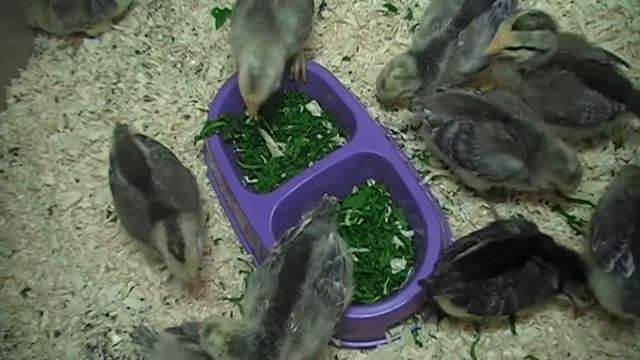 Содержание Кормление цыплят Борковская Барвиста смотреть онлайн