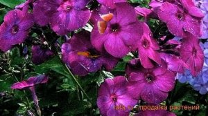 Флокс метельчатый Аида (phlox paniculata aida) ? флокс Аида обзор: как сажать рассада флокса Аида