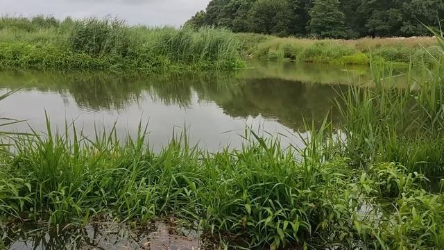 Рыбалка на речке летом. После дождичка в четверг)))) #рыбалка #рыбалка2023 #поплавочнаяудочка смотреть онлайн