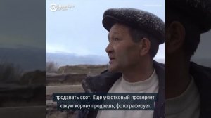 Как живут чабаны в горном Алтае