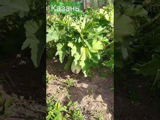 Цыплятки-кабачочки. Осень в огороде. смотреть онлайн