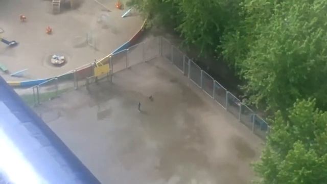выгул собаки смотреть онлайн