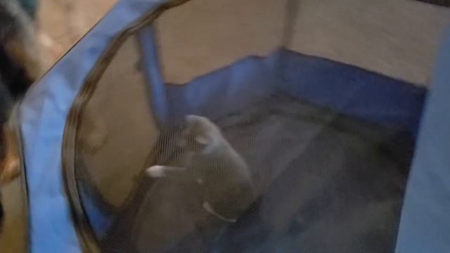 Introducing New Kitten To The Pack