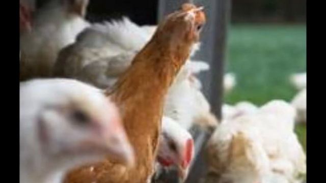 The Billinger Ruffs 'Sing'  Billinger Ruff