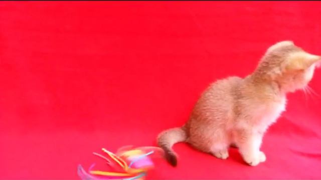 Питомник кошек Nanotigr. Продажа. Кошка Барбариска смотреть онлайн
