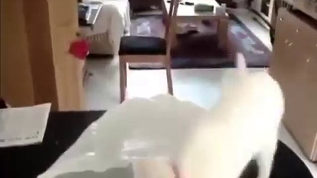 Когда кошки боятся смотреть онлайн