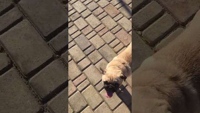 Дрессируем мопса командам Ко мне и Лежать смотреть онлайн