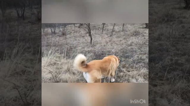 2 часть как готовить собаку) мини Тренировка с Прайдом смотреть онлайн