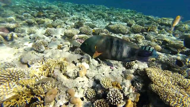 Оранжевополосый спинорог и Пикассо. Red sea. Риф отеля Hilton Sharks bay смотреть онлайн