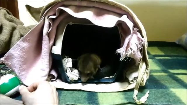 Кинкажу целует человека,приколы с животными смотреть онлайн