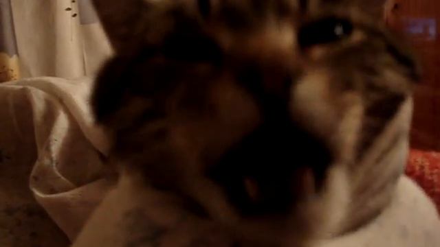 Супер котэ. нереальный ржач. смотреть онлайн