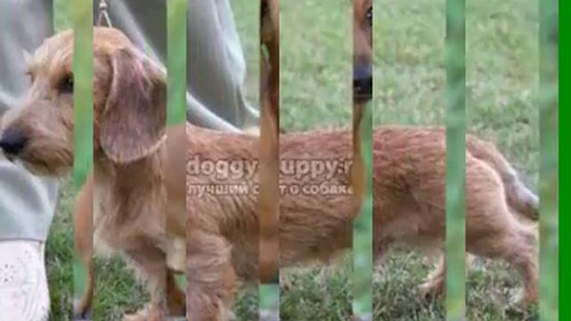 Собака-Такса смотреть онлайн