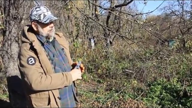 Обрезка деревьев круглый год смотреть онлайн