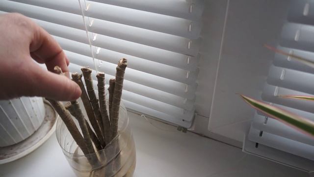 Размножение драцены маргината смотреть онлайн