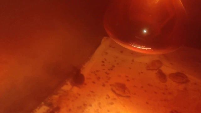 Сажу помидоры и слежу за вылуплением цыплят. смотреть онлайн