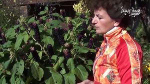 Неприхотливые растения для сада  Лаконос или Фитолакка. Сайт "Садовый мир"