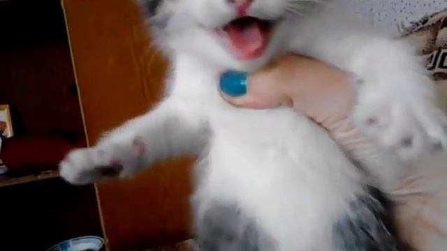 Мой милый котёнок) смотреть онлайн