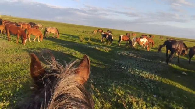 Кобыла сама загоняет табун. Жеребёнок от Ласточки кличка Катунь смотреть онлайн