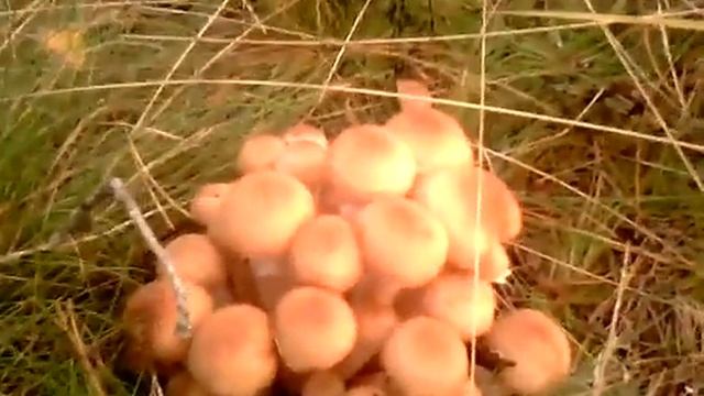 Опята под ногами в лесу Старые Батеки. Смоленск. смотреть онлайн