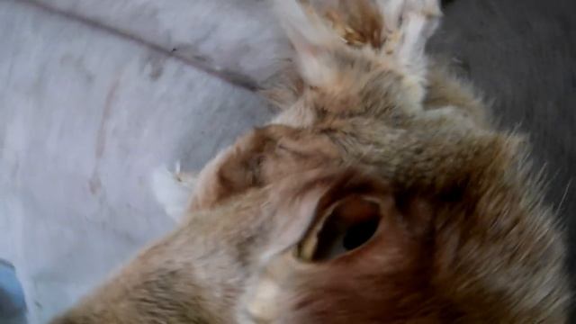 в избе на шарью (2017) смотреть онлайн