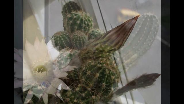 CACTUS Echinopsis eyriesii. Цветок кактуса Эхинопсис. У меня зацвел цветочек) смотреть онлайн