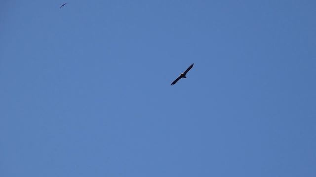 Птички смотреть онлайн