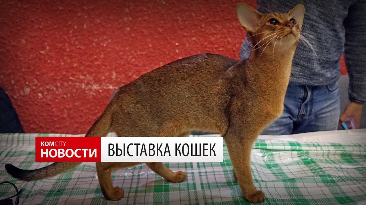 Komcity Новости — Осенняя выставка кошек, 1 октября 2016 смотреть онлайн