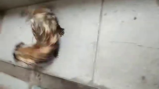 Фредка зашла в гости