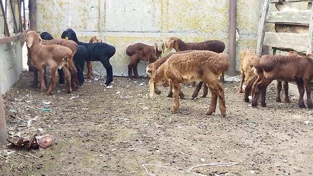 Гиссарские баранчики грубого типа от моих производителей ( 26.03.2023 г.) +79054444790 смотреть онлайн