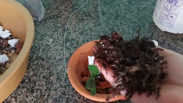 RESULTADO DAS PHALAENOPSIS JOY SPRING VENUS!😱😱 Replante para orquídeas sem RAÍZES смотреть онлайн