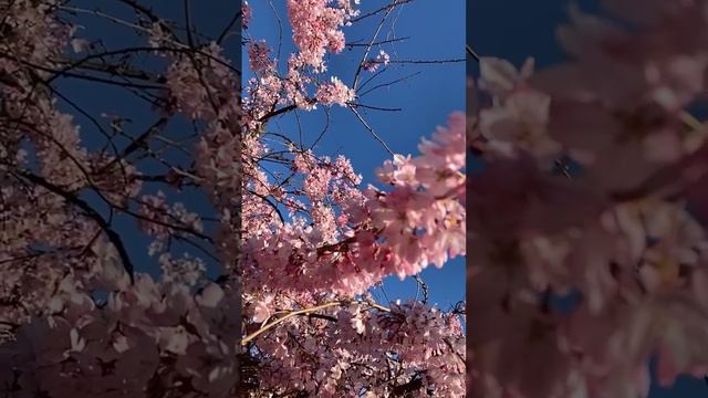 Медитация заземления | медитация для ощущения истинной заботы и любви мира смотреть онлайн