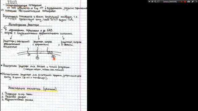 #2 Синапсы, физиология синапсов, ТПСП и ВПСП. Нервно-мышечный синапс. смотреть онлайн