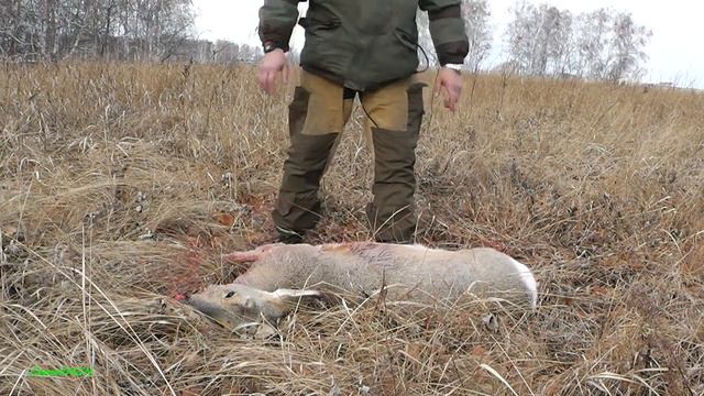 Охота на косулю с подхода. смотреть онлайн