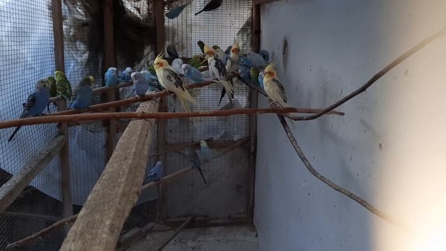 +79787235998 продажа волнистые,неразлучники,ожереловые,баурки,корелла