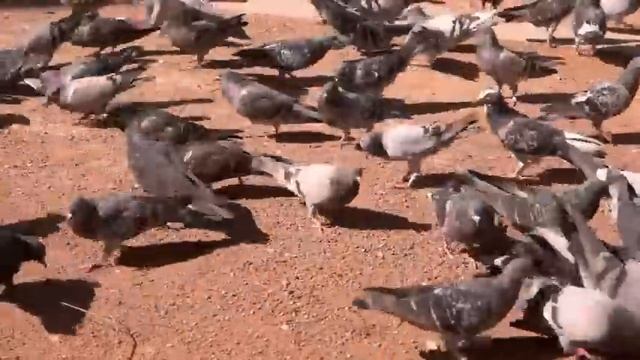 Learn Animal Sounds, Animal Voice, Wild Animals, Farm Animals, Cute Puppy, Cat, Cows, Horse, Otter смотреть онлайн