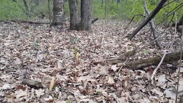 Сморчковая шапочка (Verpa bohemica). Столько грибов я еще не видел! смотреть онлайн