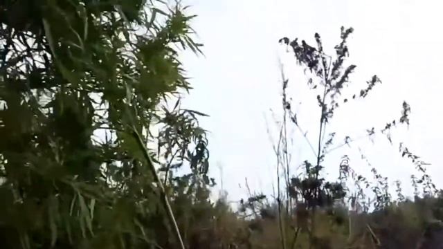 КРИВОДАНОВКА смотреть онлайн